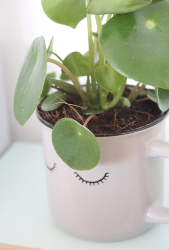 Sukkulenten in Tassen pflanzen DIY Blog Muenchen Basteln Selbermachen