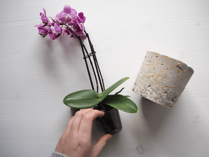 Pflanzentopf aus Beton mit Goldspritzern selbermachen DIY Blog München